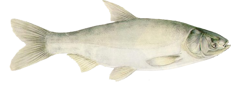 کپور نقره ای ، بچه ماهی فیتوفاک